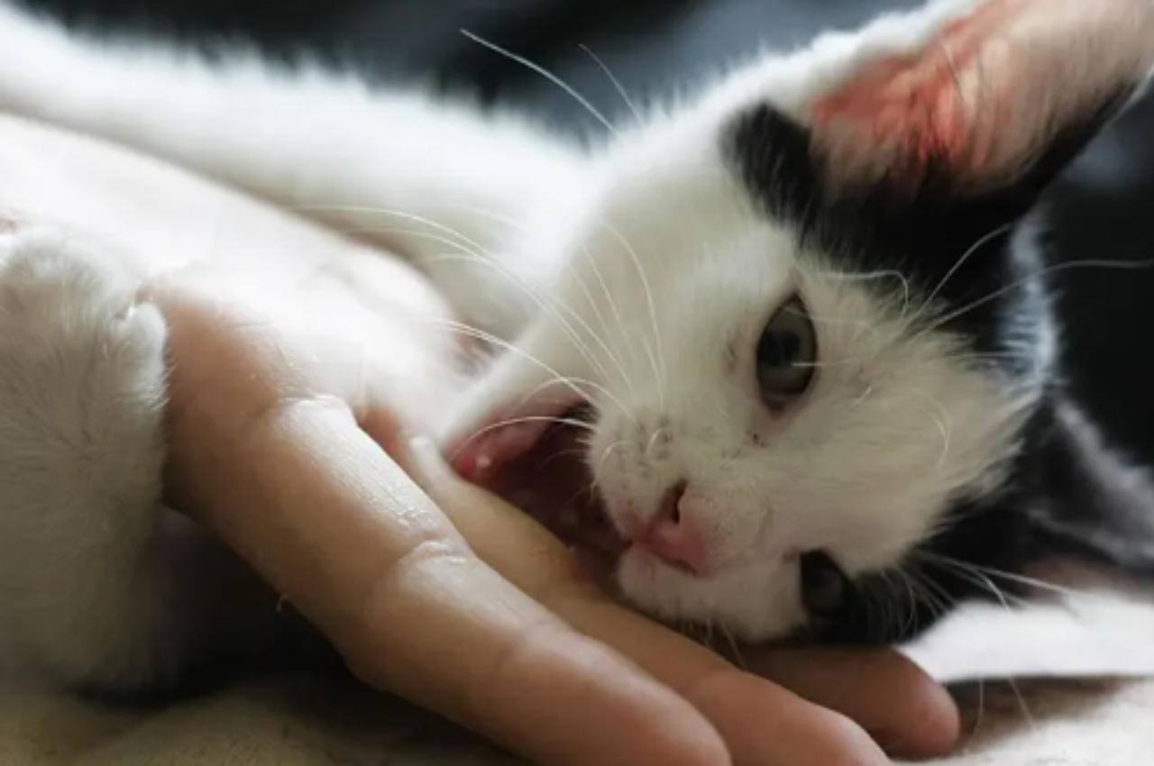 Why is my kitten so hyper and biting?