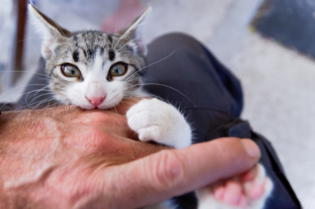 How do you discipline a hyper kitten?