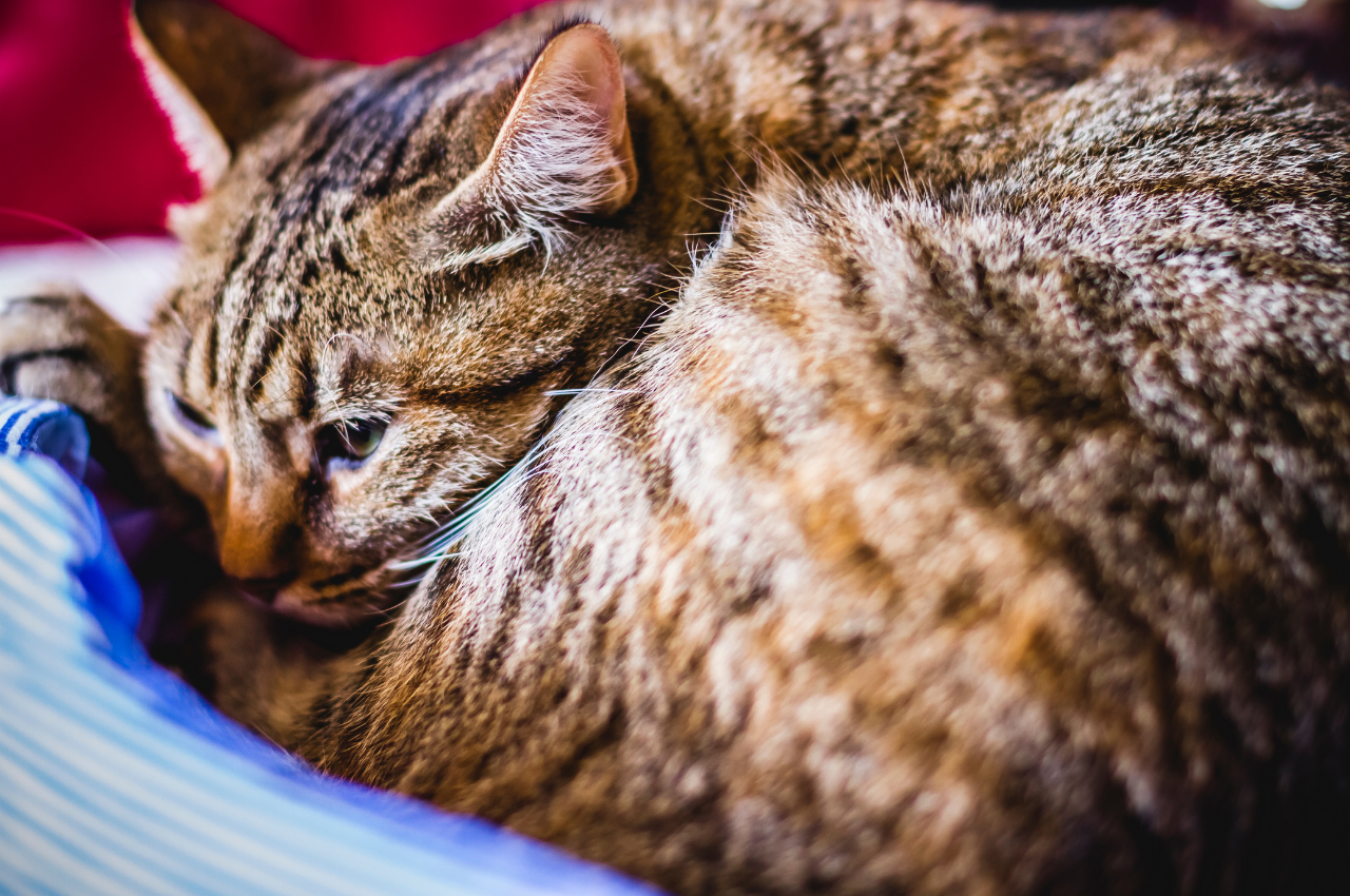 What is a common disease in cats?