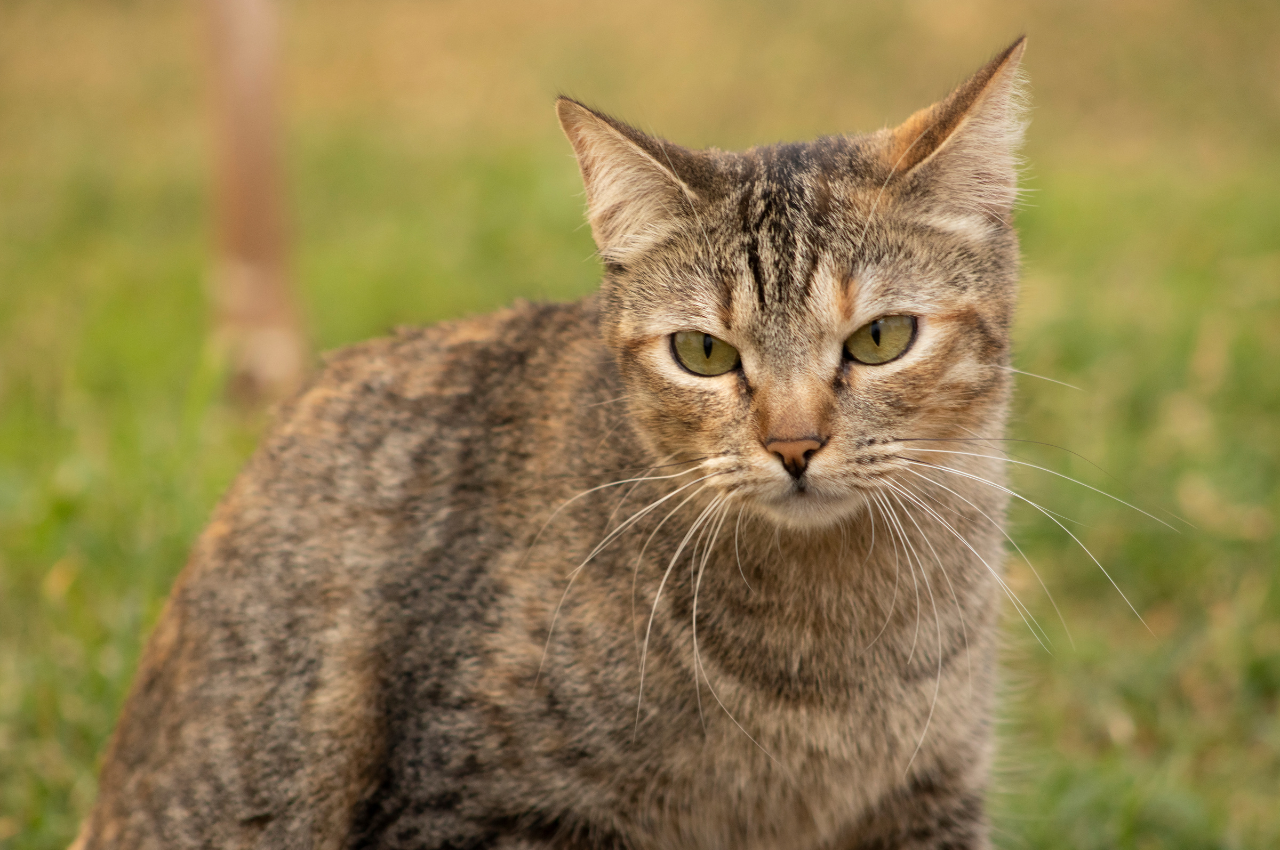How to tell if a cat is suffering?