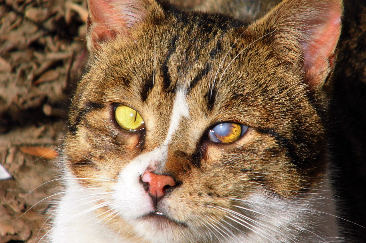 What is the most common cause of death in cats?
