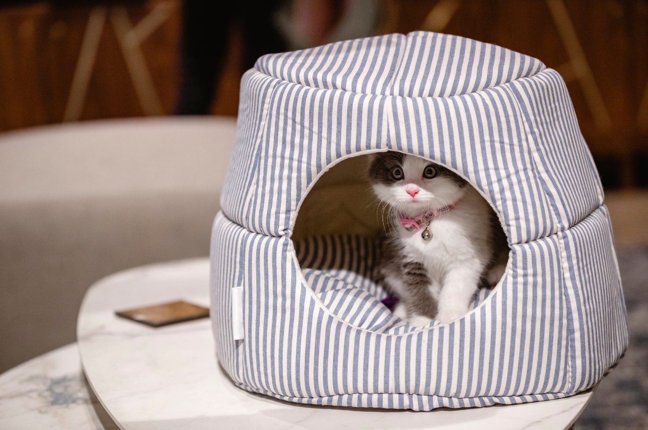 What type of bedding is best for cats?
