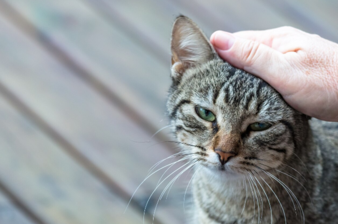 What is a common infectious cat disease?