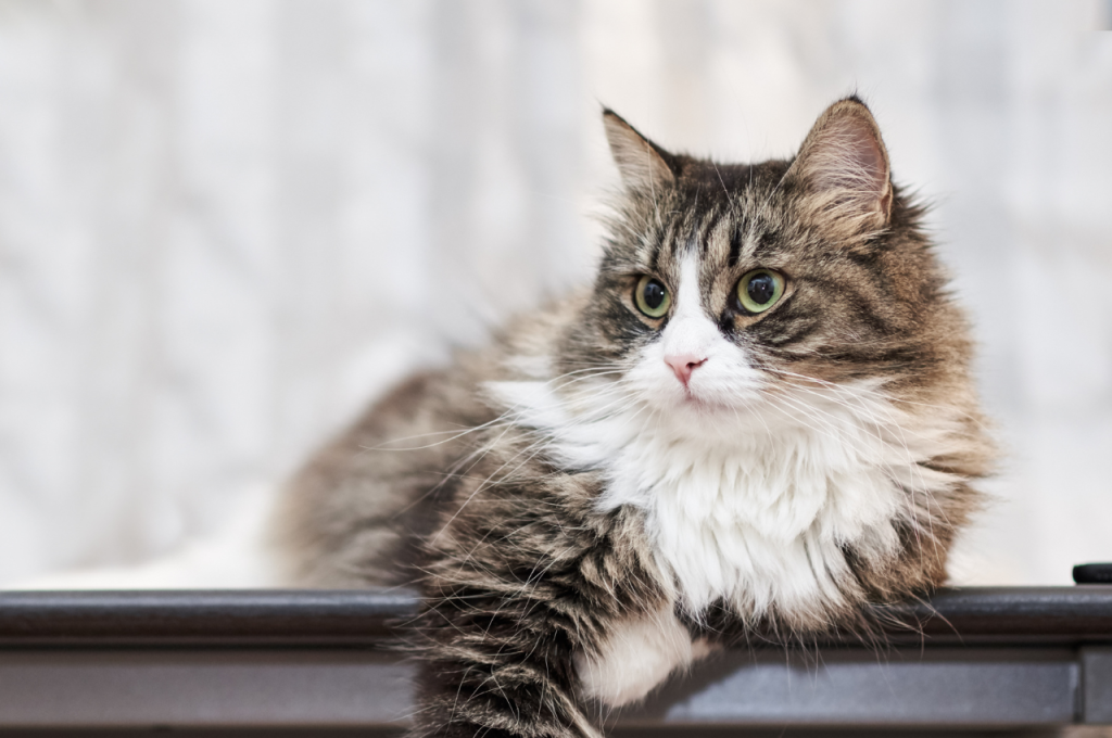 How do I keep my indoor cat healthy?