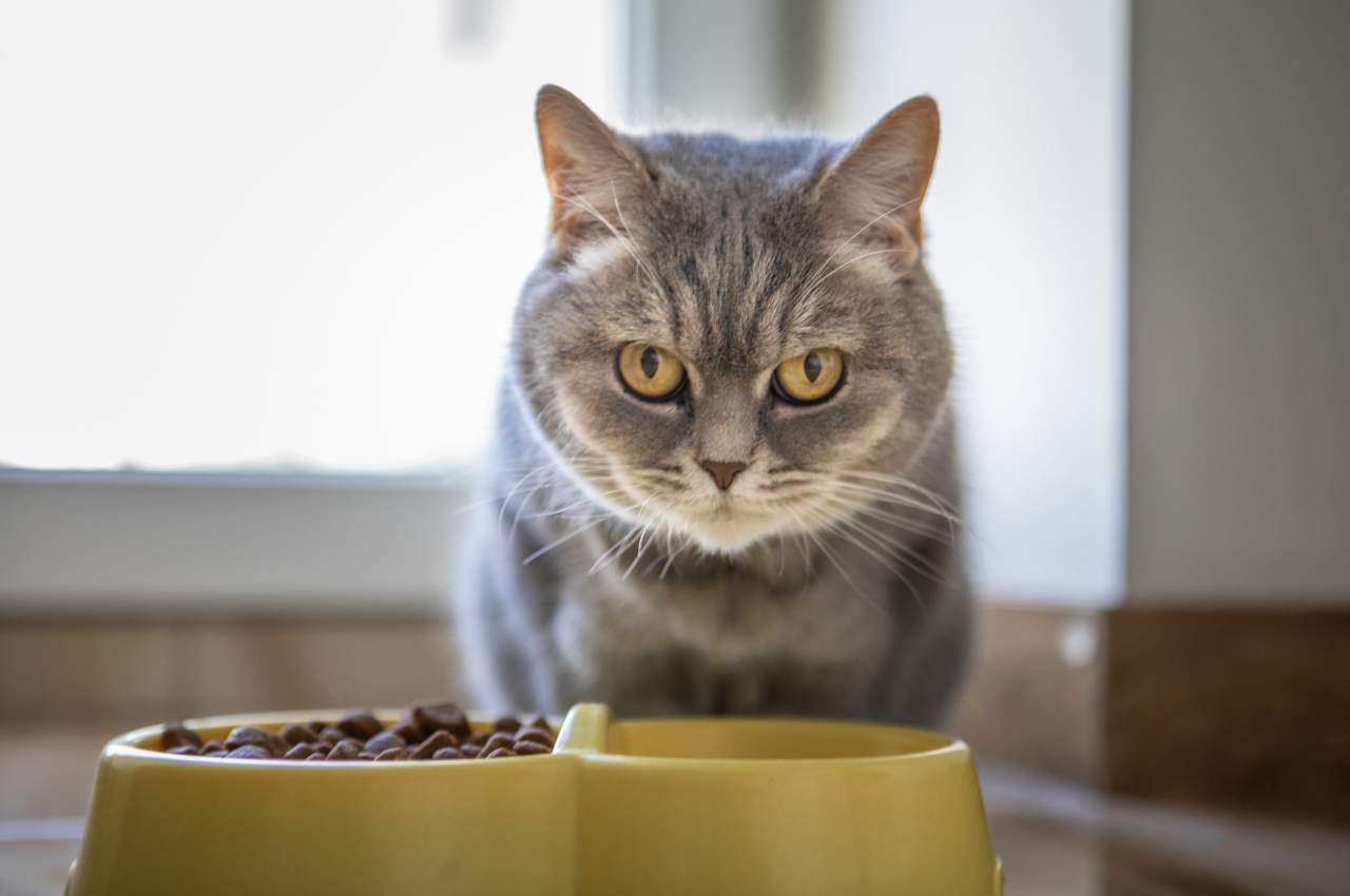 cat food for healthy skin and coat
