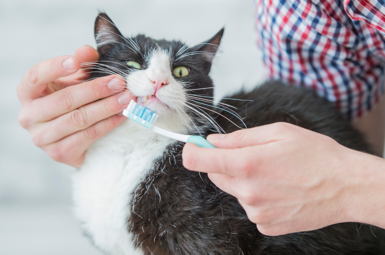how to improve cat dental health