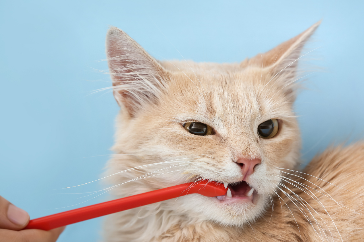 How to keep cat's teeth clean without brushing?