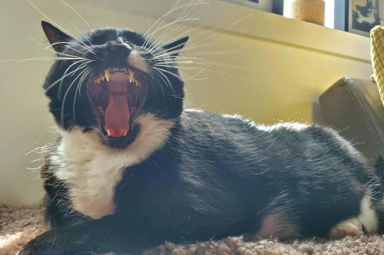 how to improve my cats breath