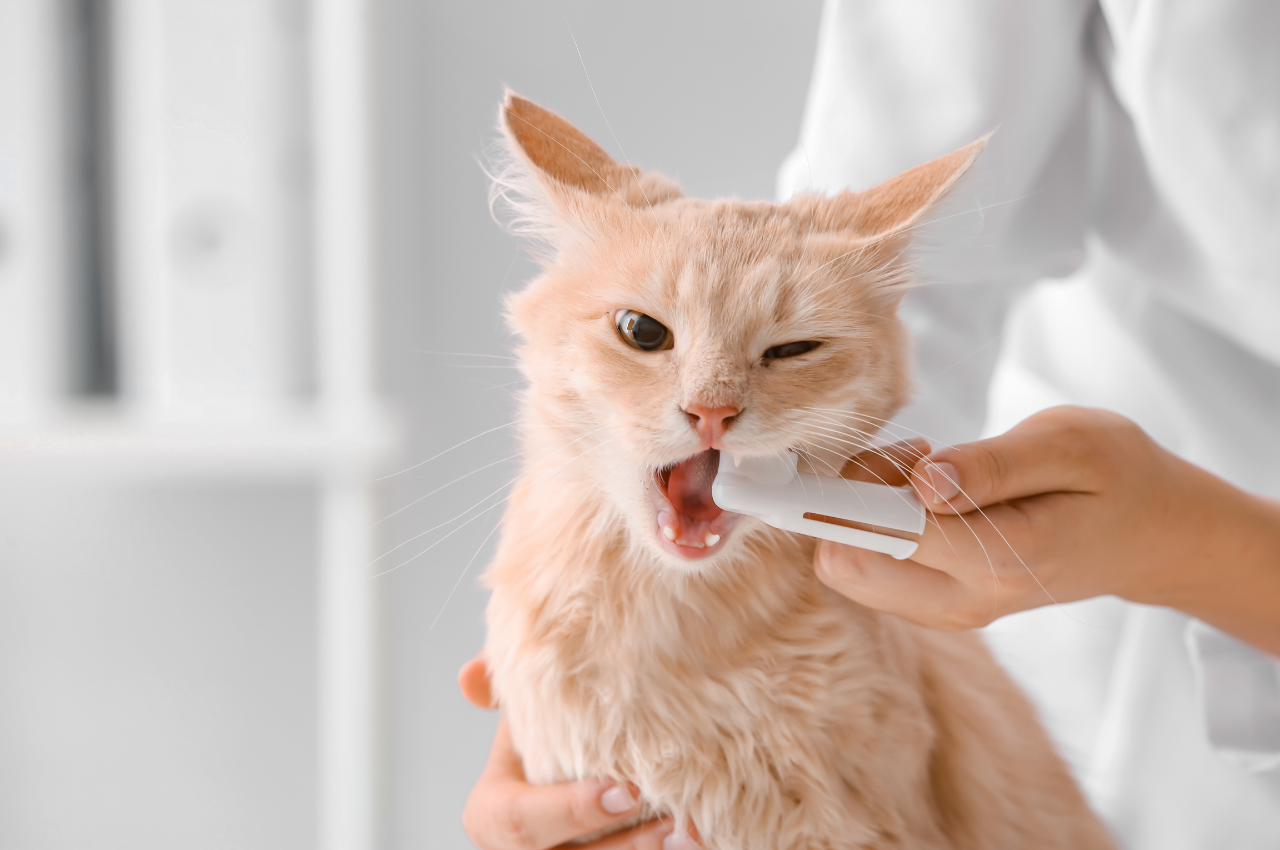 How can I clean my cats mouth naturally?