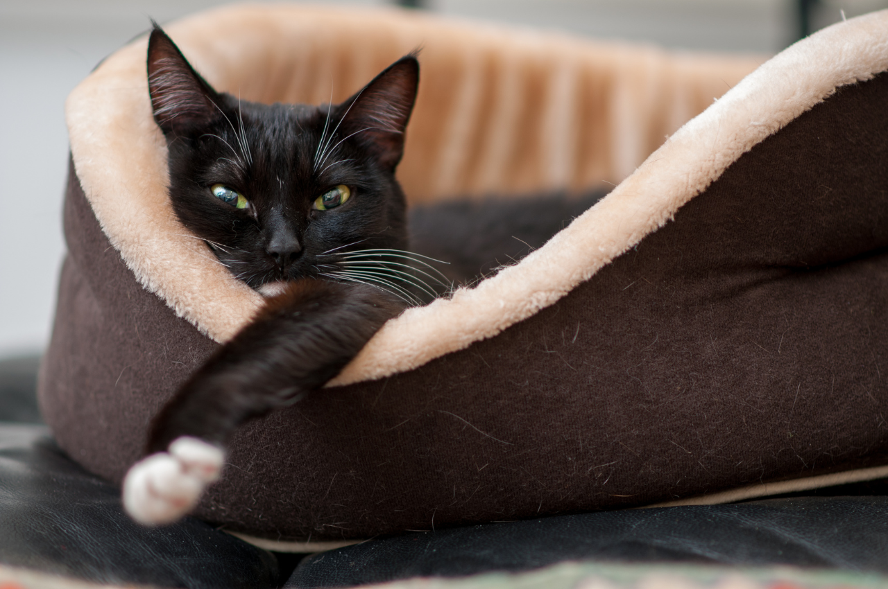 What is the best material for a cat bed?
