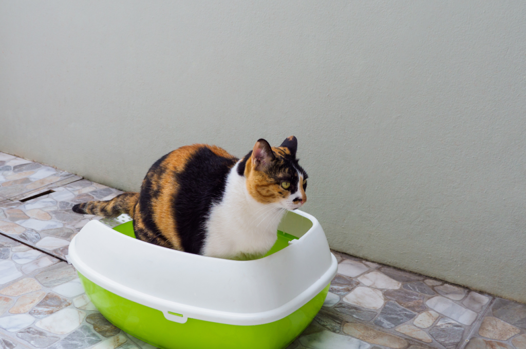What is the most common cause of blood in cat urine?