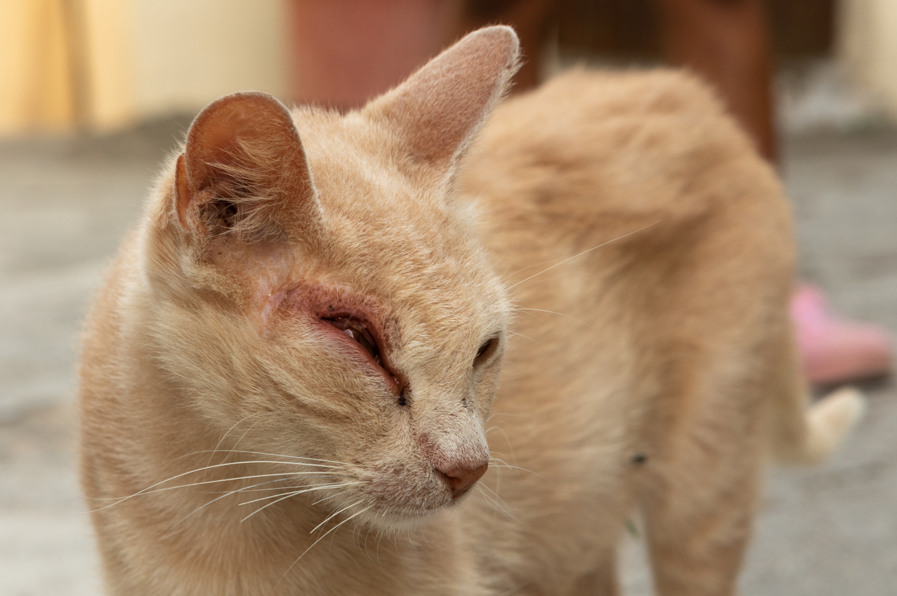What is a common eye problem in cats?