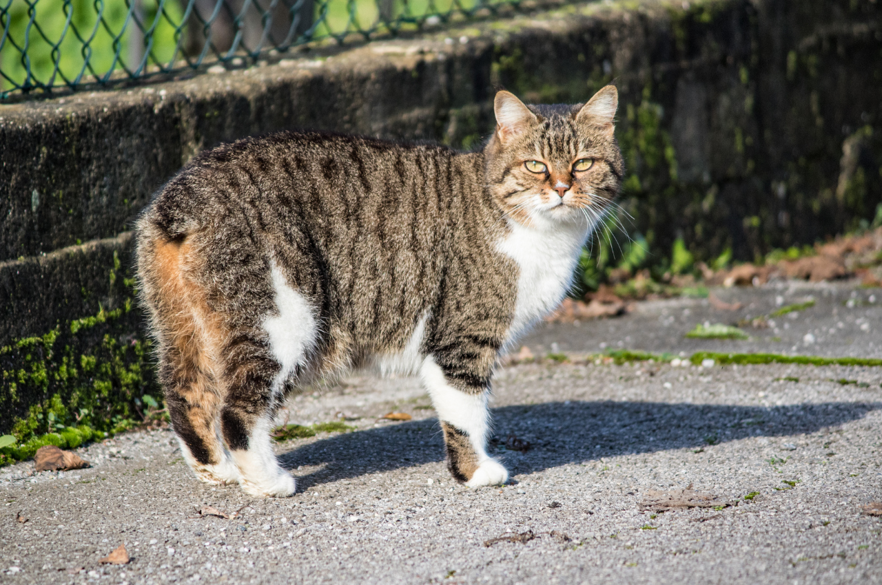 cats without tails health problems