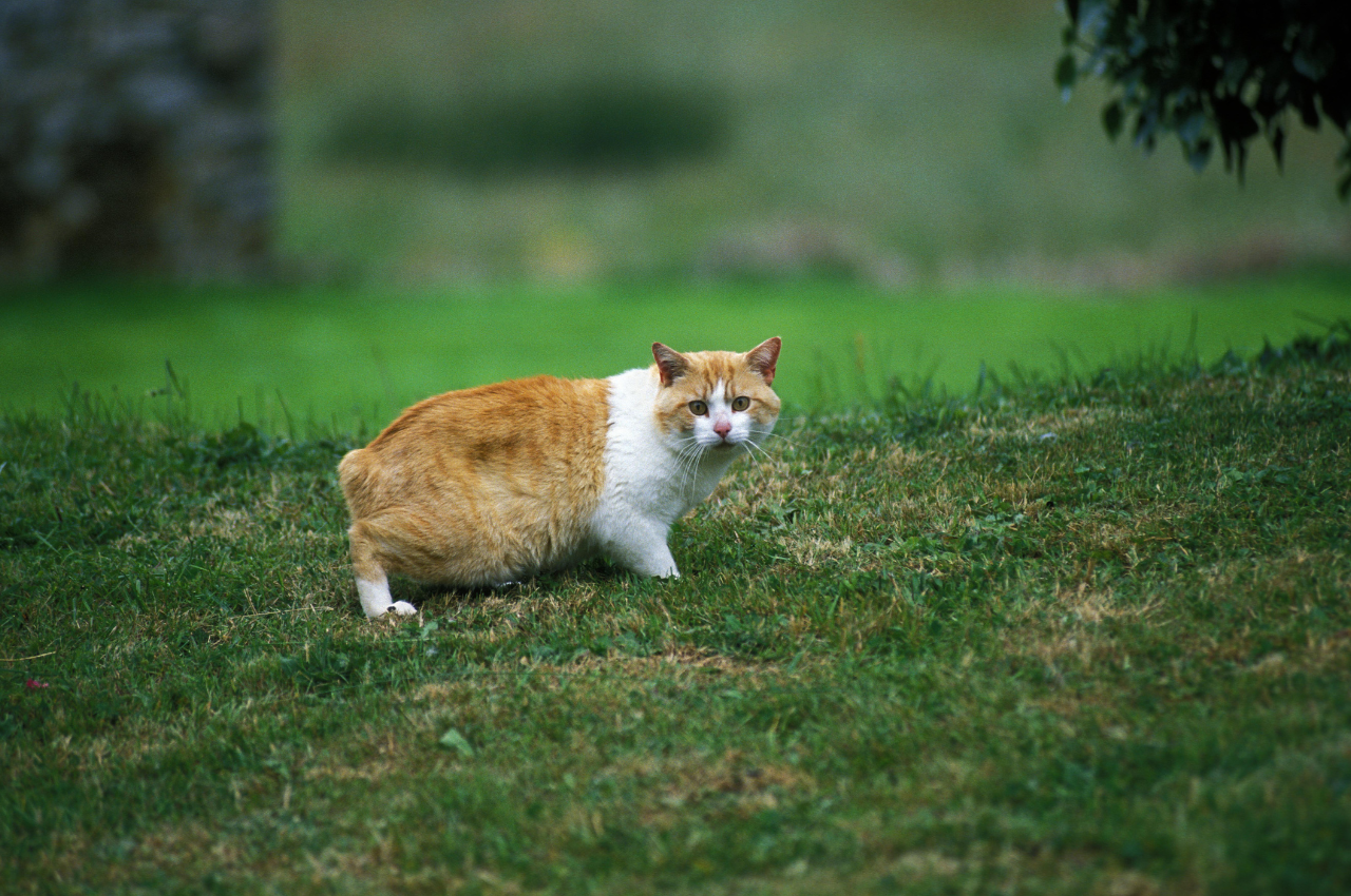 Are tailless cats healthy?