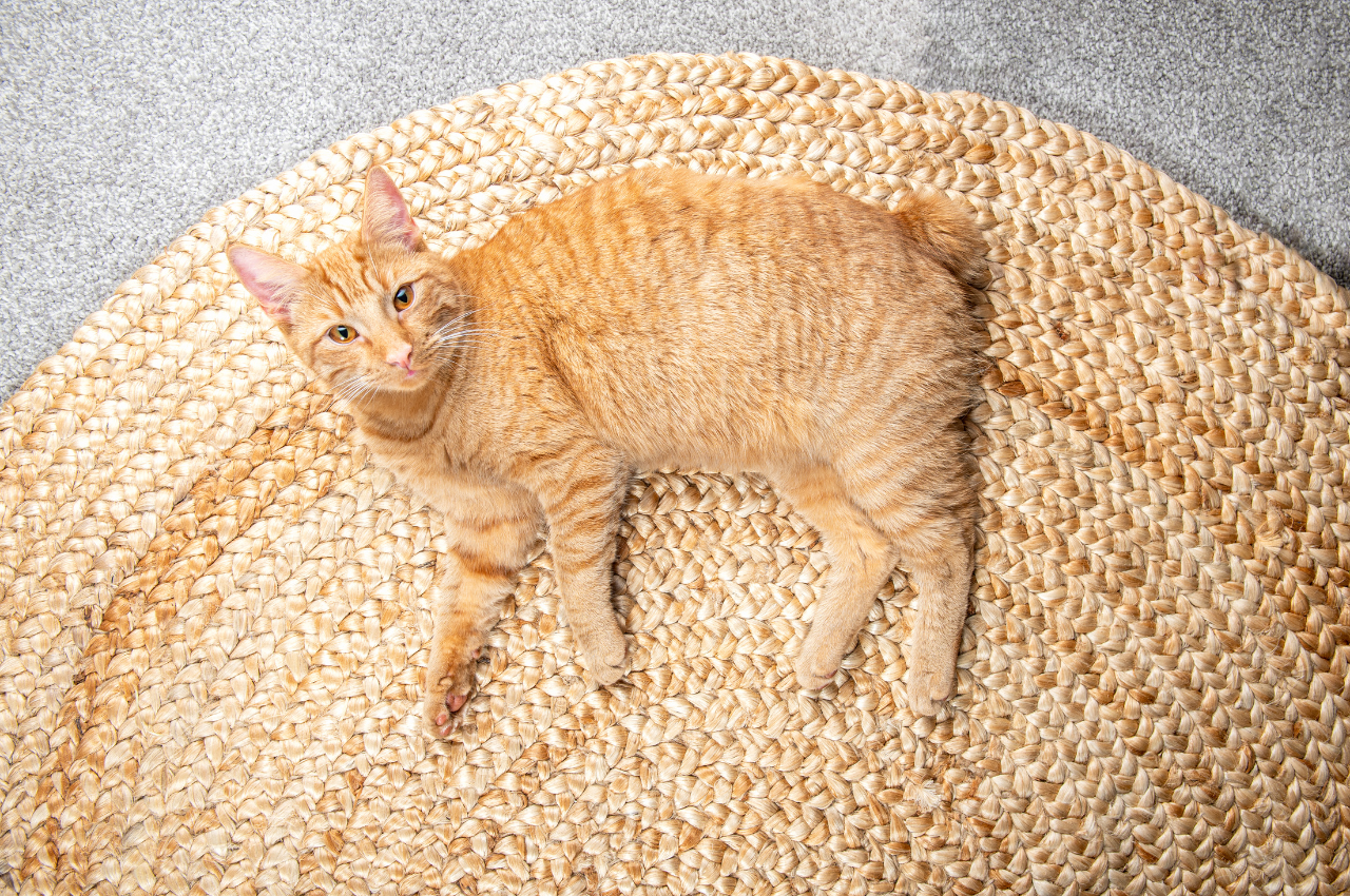 What is the tailless cat syndrome?