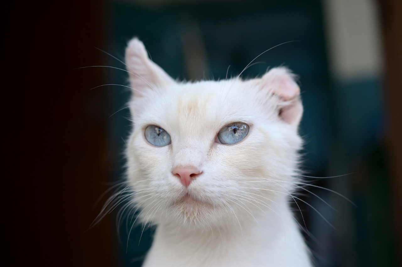What kind of birth defects can cats have?