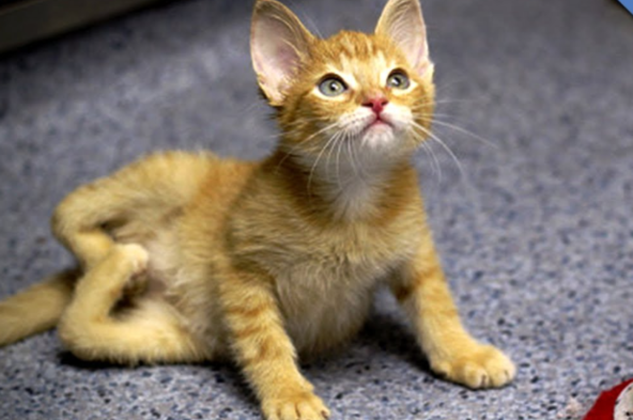 Why did my cat have deformed kittens?