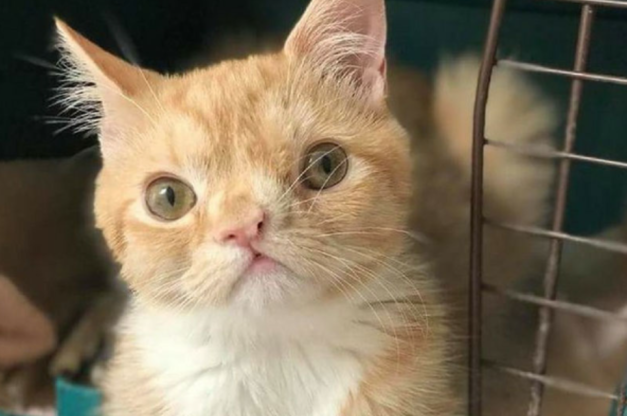 What is the cat genetic syndrome?