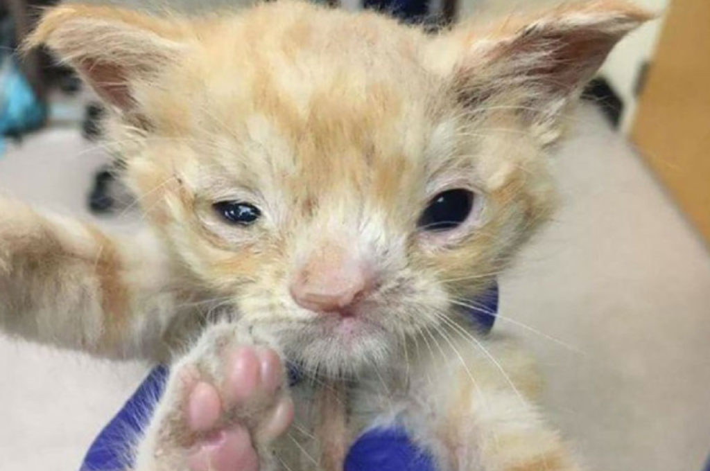 Rare genetic disorders in cats