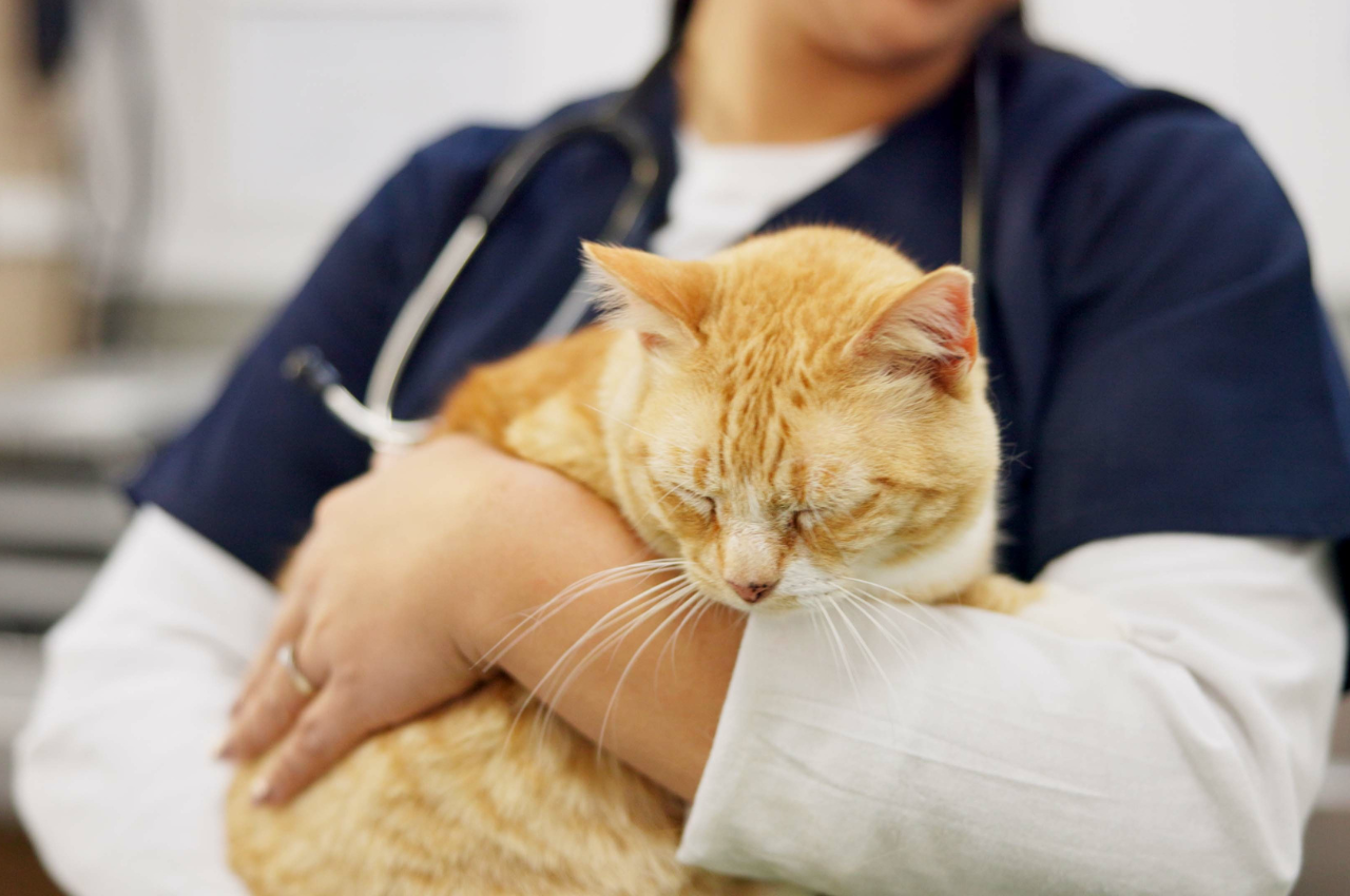 What treatments should my cat have?