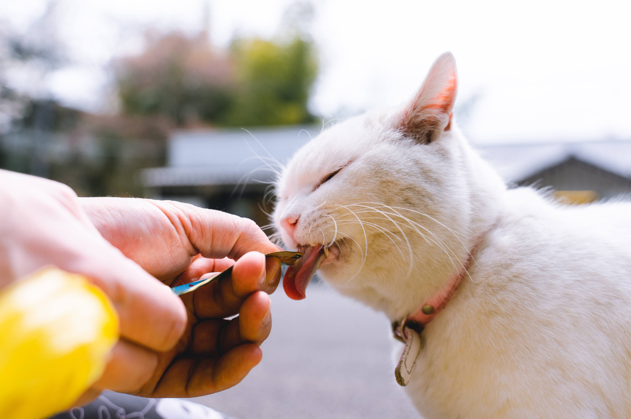 Best cat health treatment