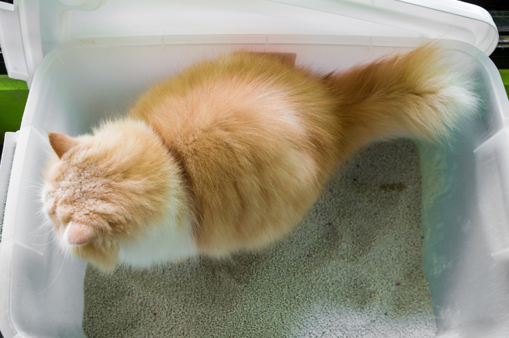 How to make a cat poop when constipated