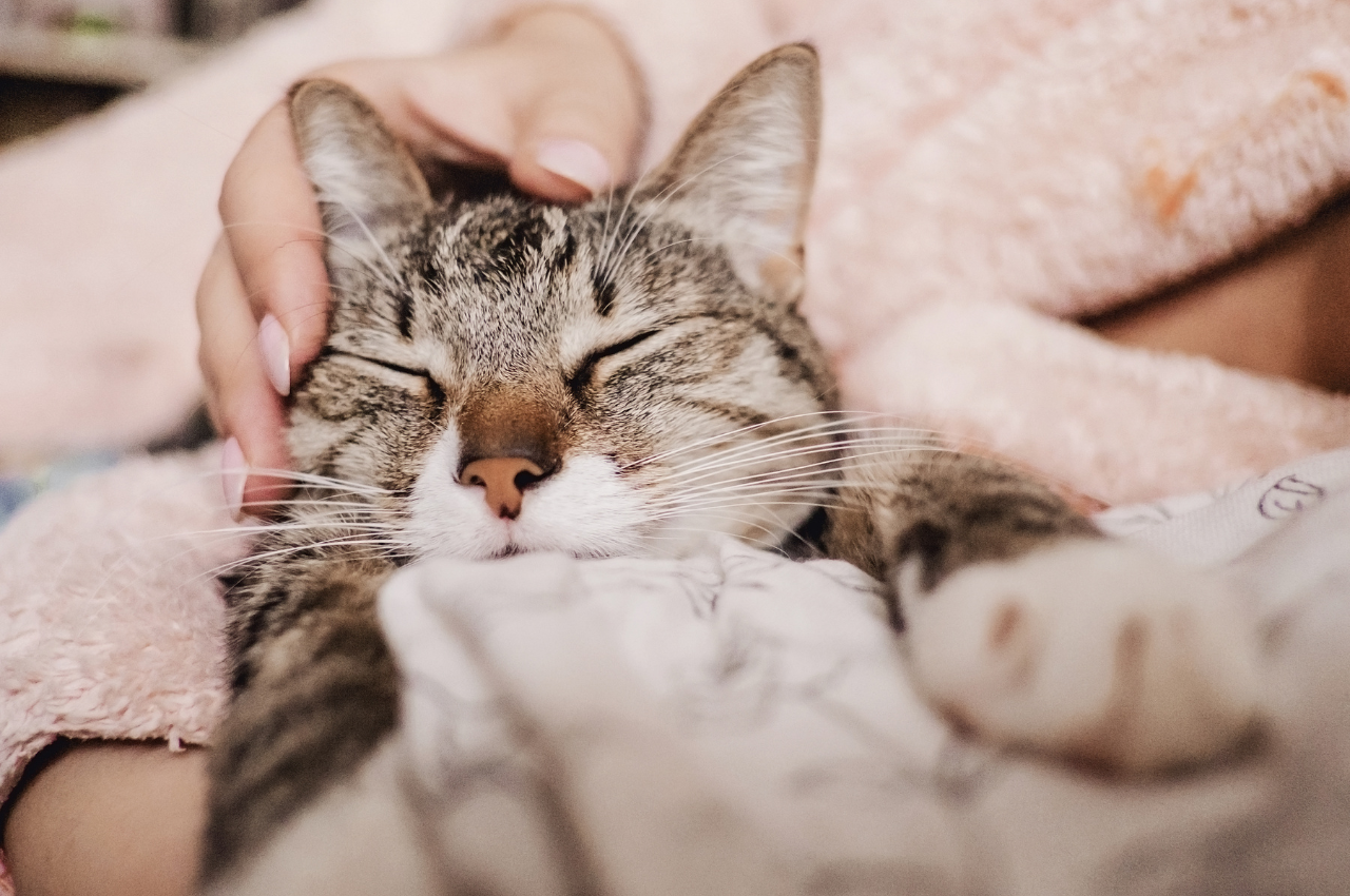 What are the basic care needs of a cat?