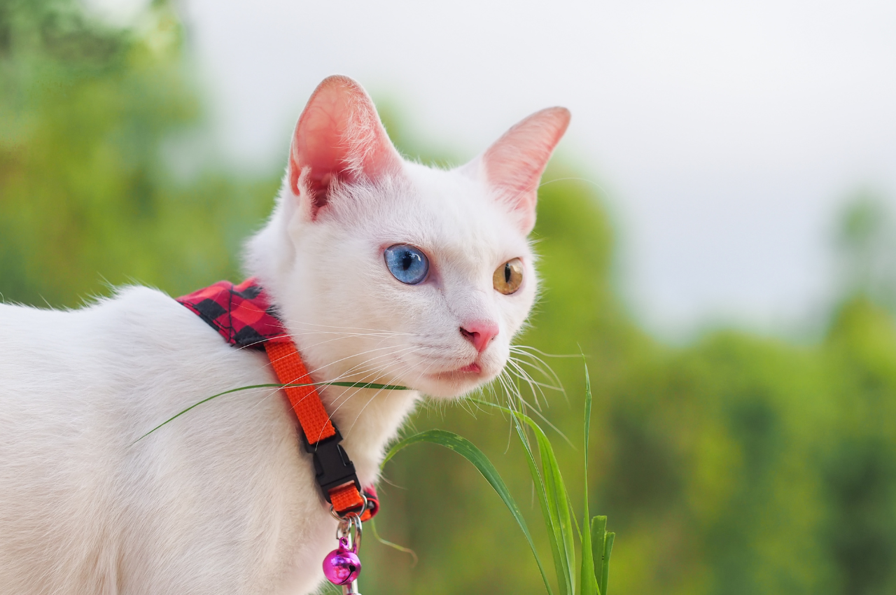 What is a hygiene routine for cats?
