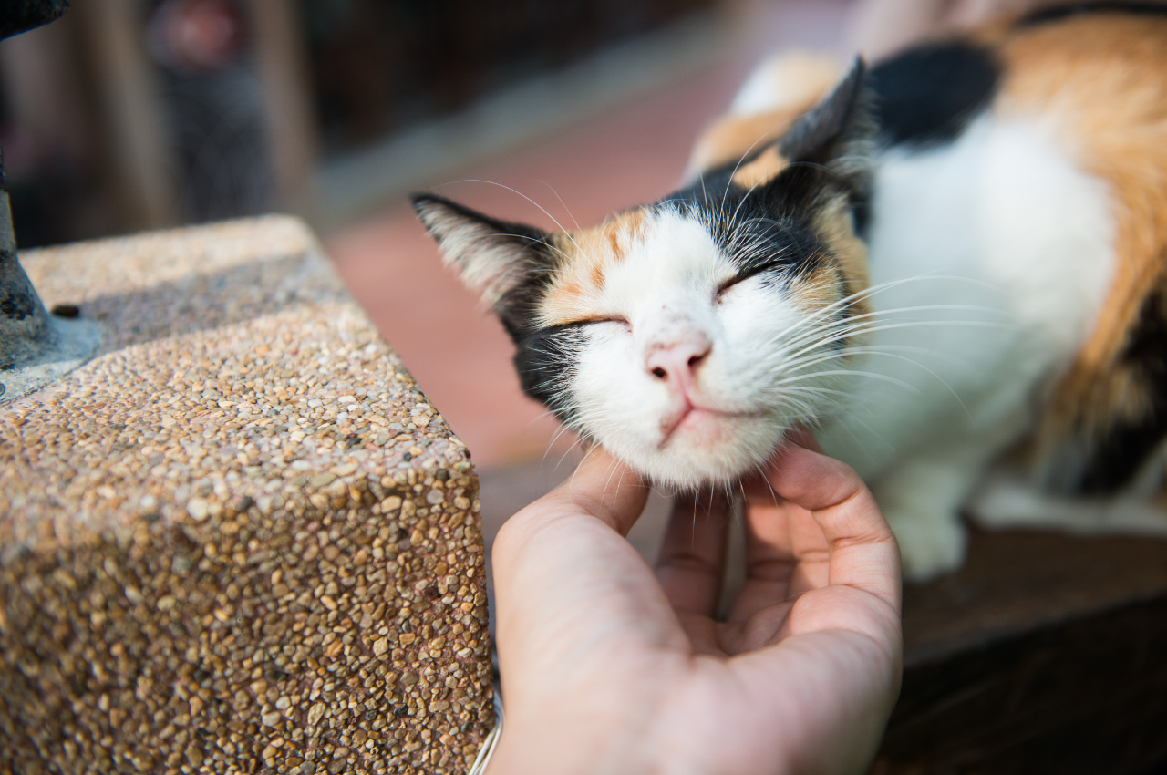What is common care for cats?