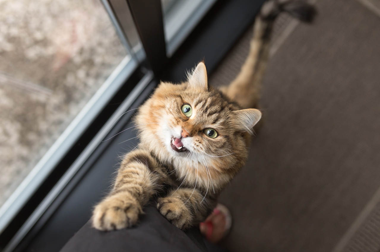 cat anxiety treatment