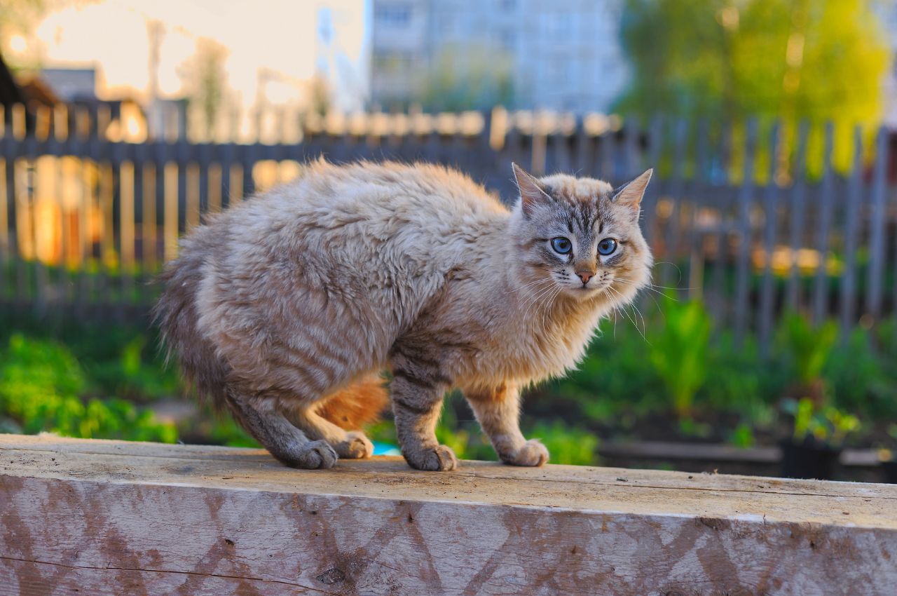 frightened cat body language