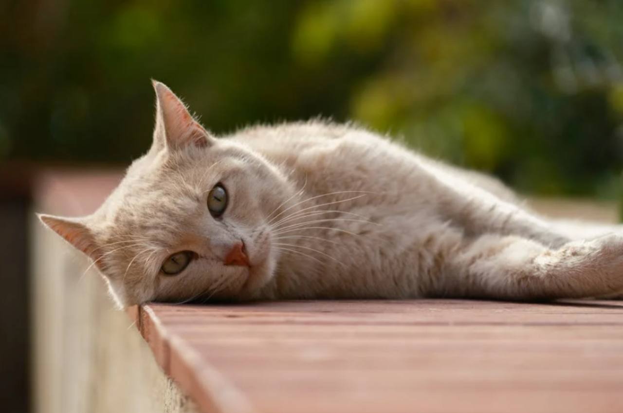 how to make a cat with kidney failure comfortable