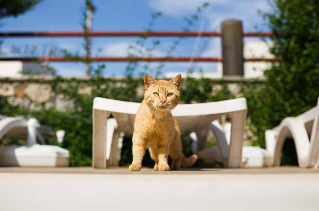 How to treat separation anxiety in cats
