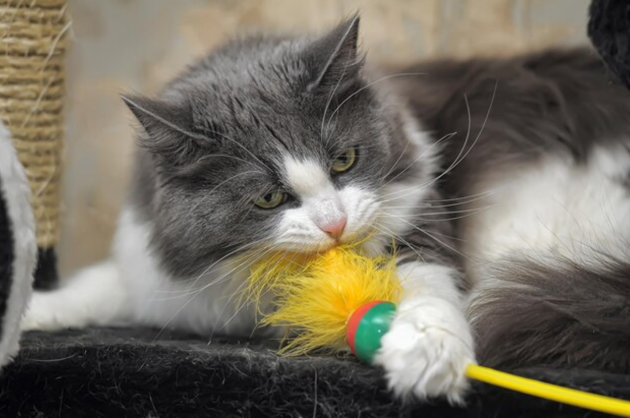 What are the symptoms of FIP in cats?