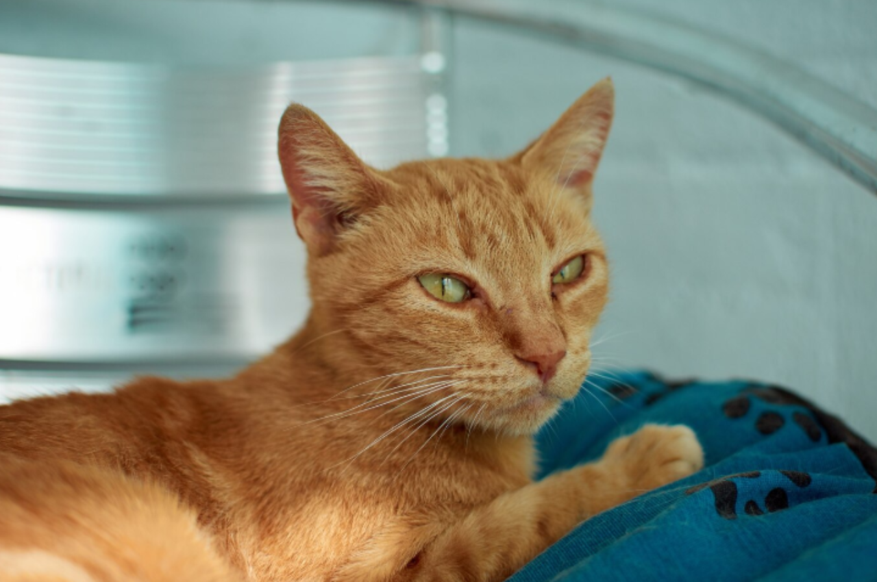 What are some symptoms of feline leukemia?