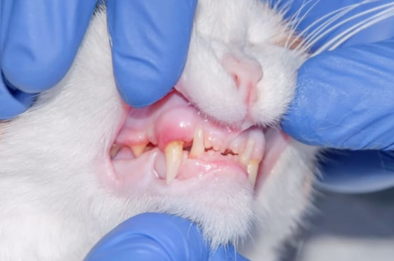 What is stomatitis in cats?