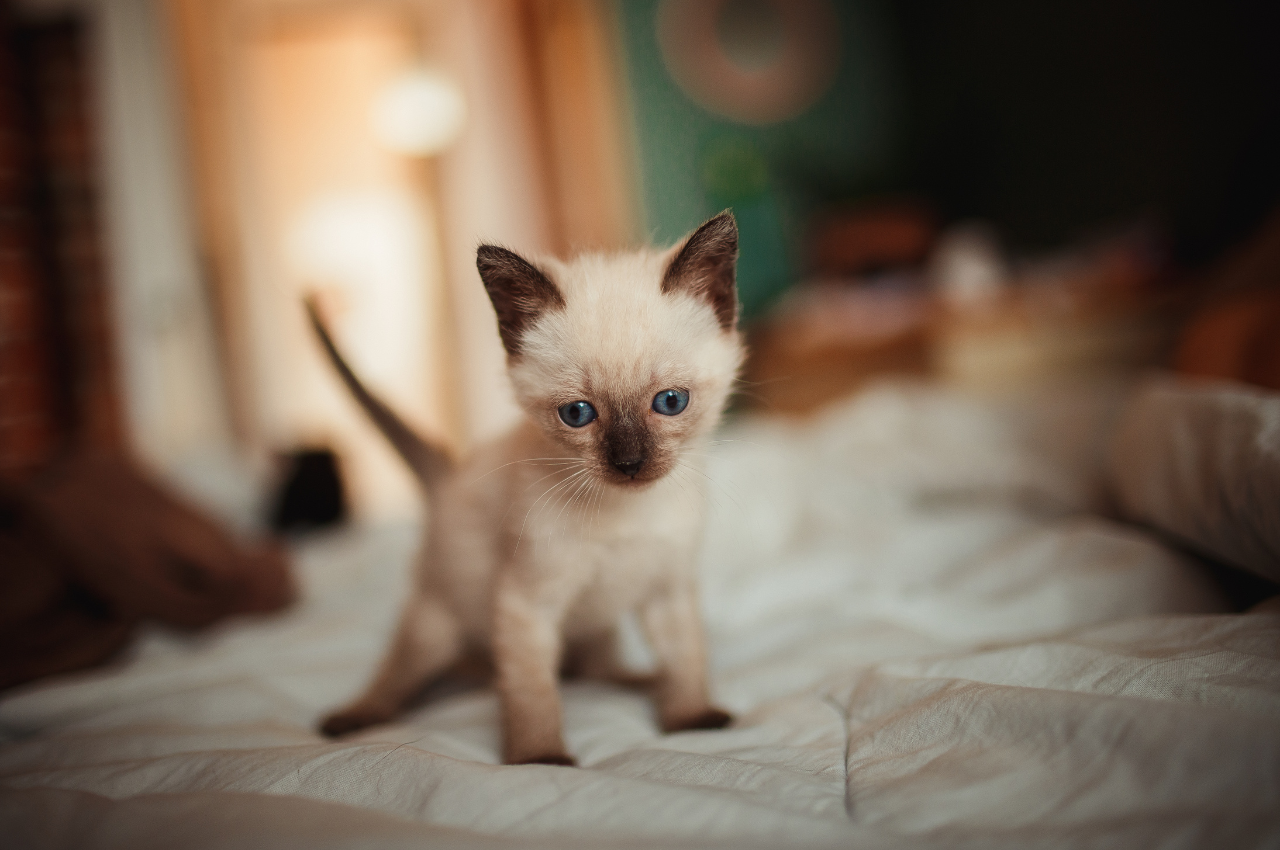 How to kitten proof a bedroom?