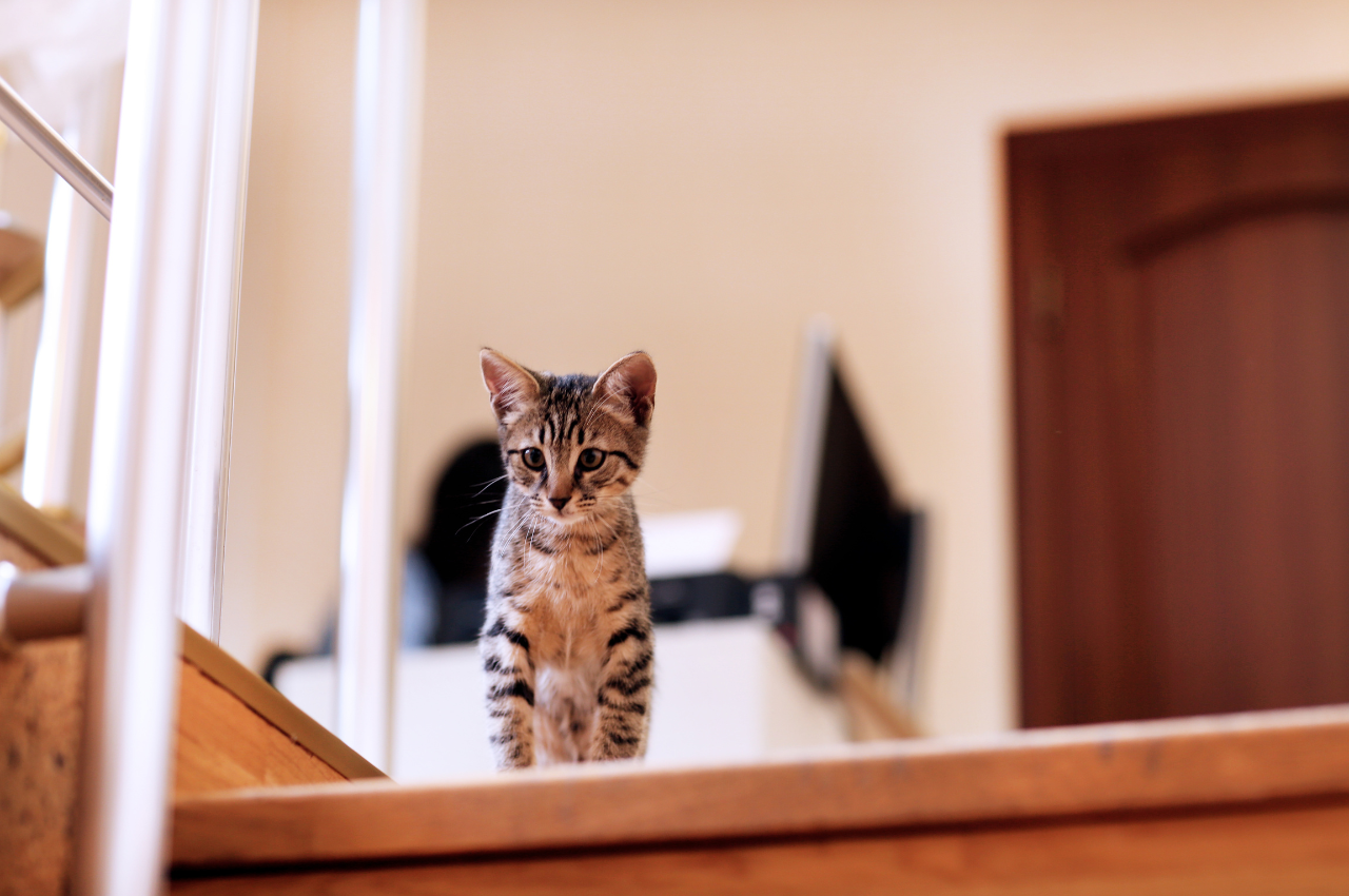 how to kitten proof stairs
