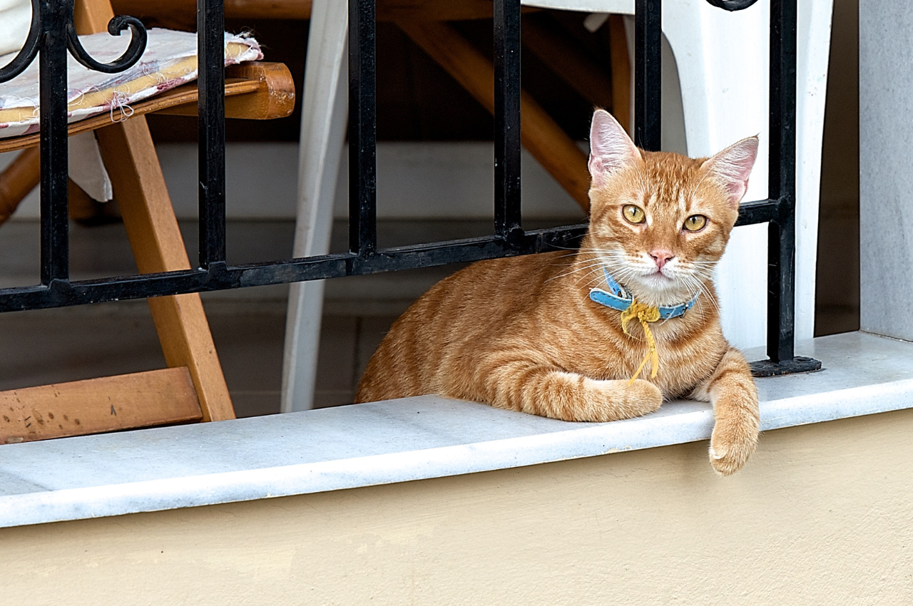 how to keep cats off balcony railing