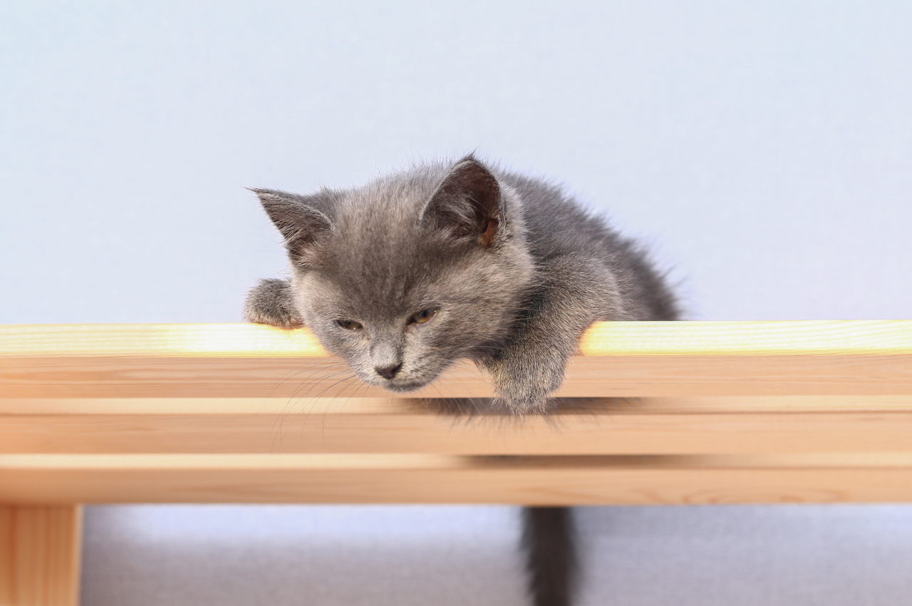 How do I know if my kitten is ok after a fall?