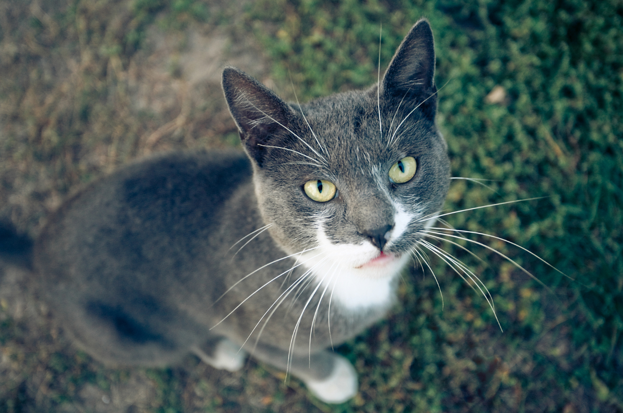 What are 5 interesting facts about cats?