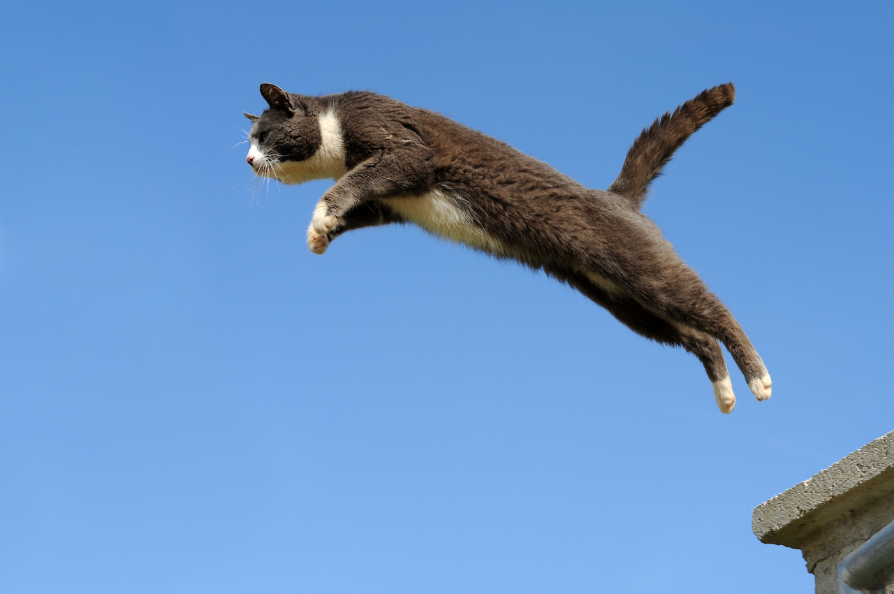 What are 30 facts about cats?