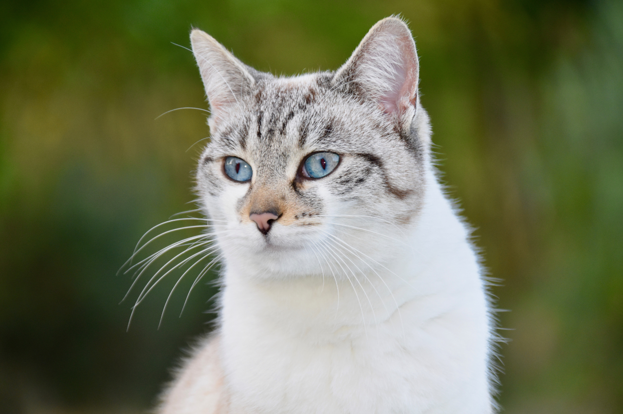 What is a normal behavior pattern in cats?