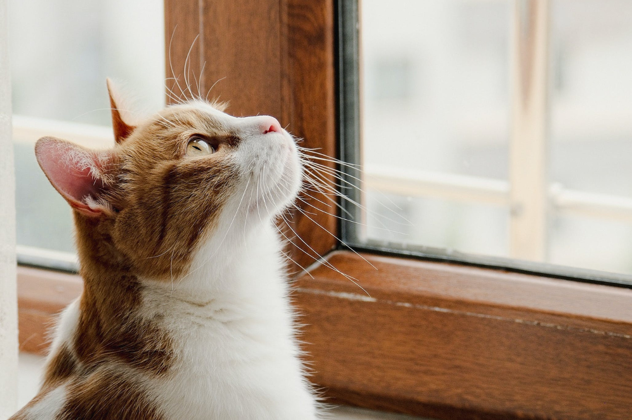 What are stereotypical behaviors in cats?