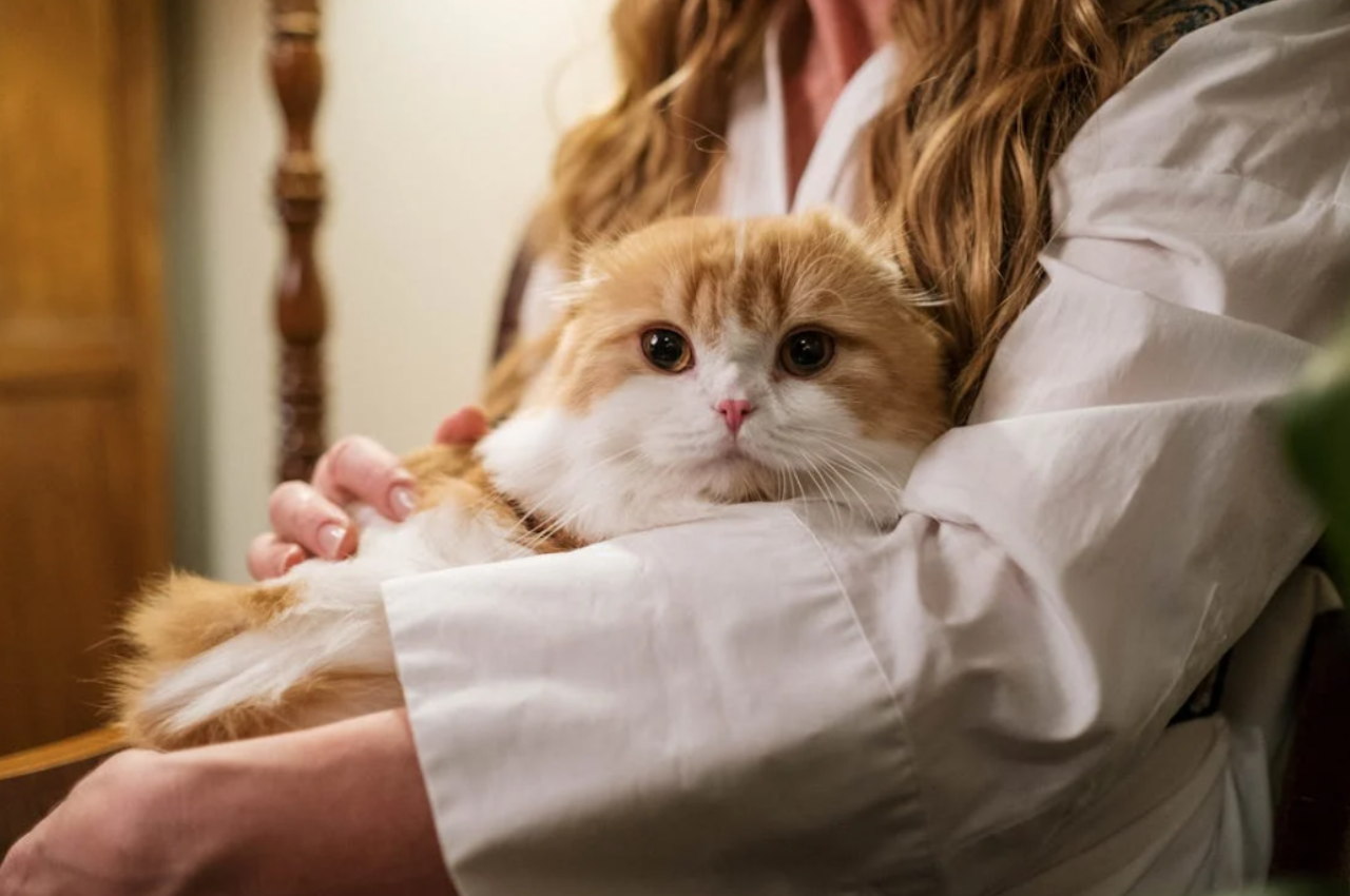 how to get a cat comfortable with you