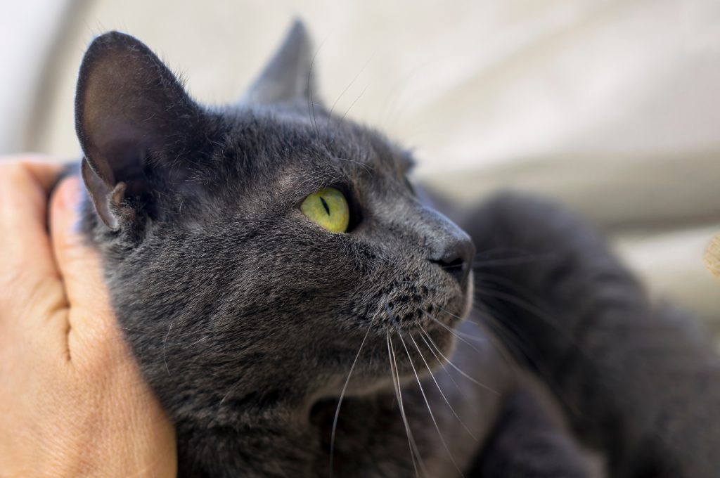 How to sedate a cat naturally?