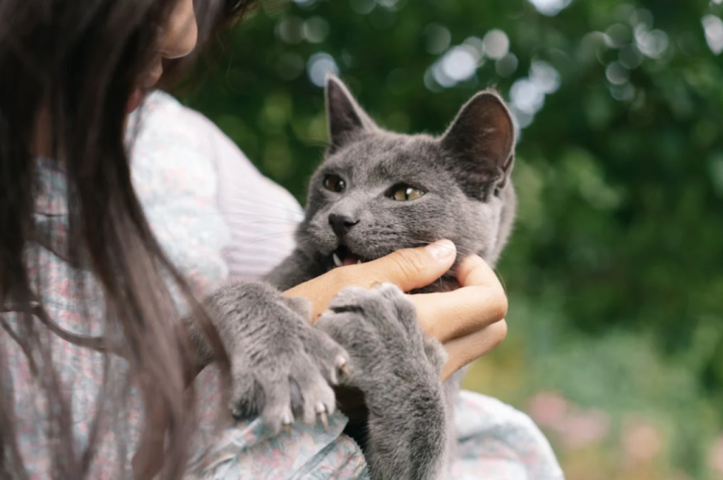 how to get a cat comfortable with you