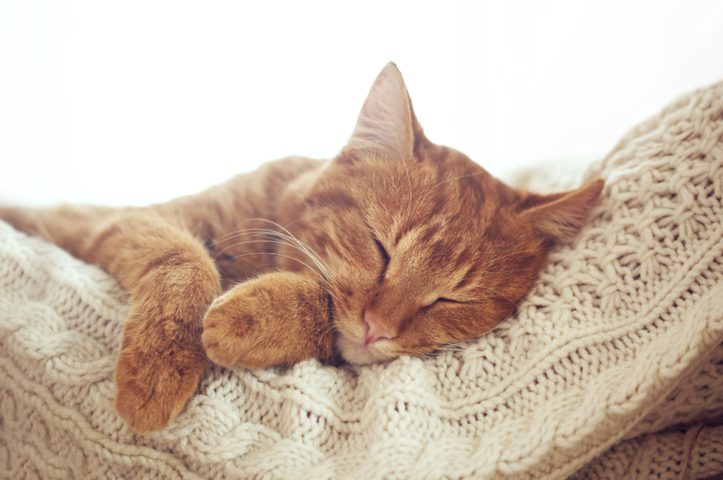 Why do cats refuse to sleep?