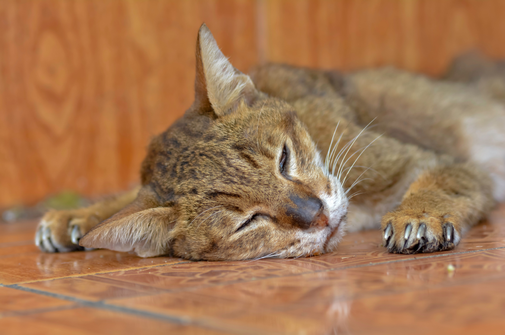 home remedies for sick cats not eating