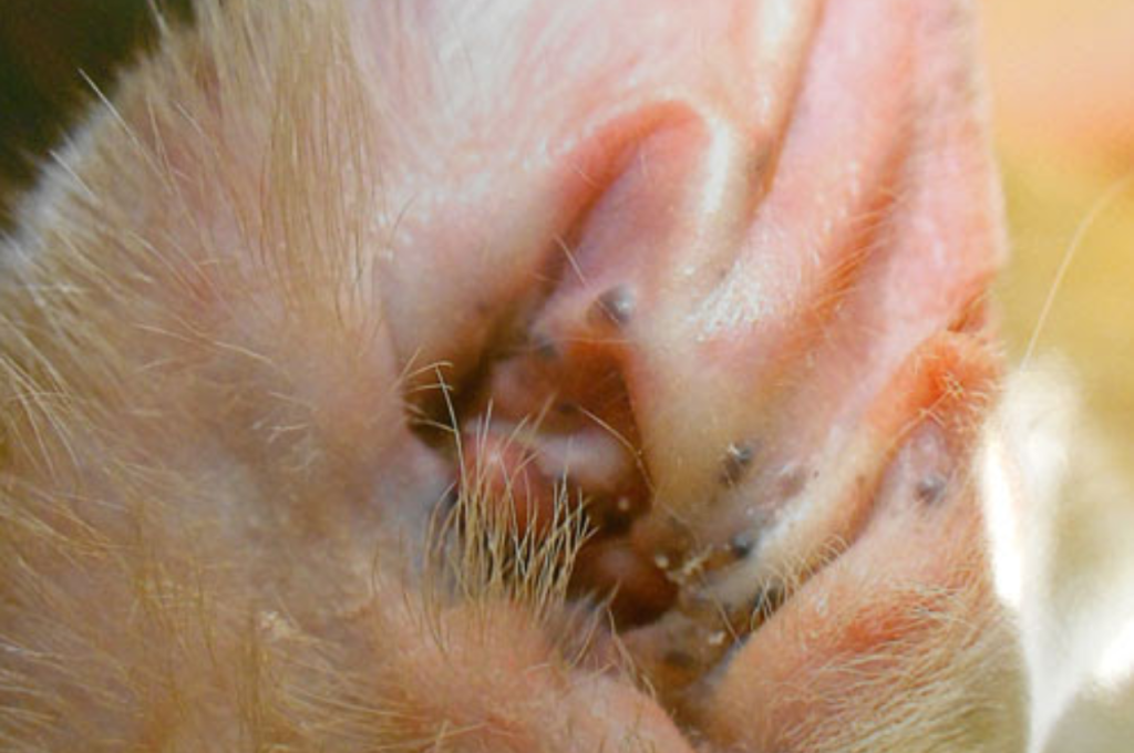 How to treat a cyst on a cat at home?